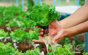 کاشت سبزی خوردن به روش هیدرو‌پونیک