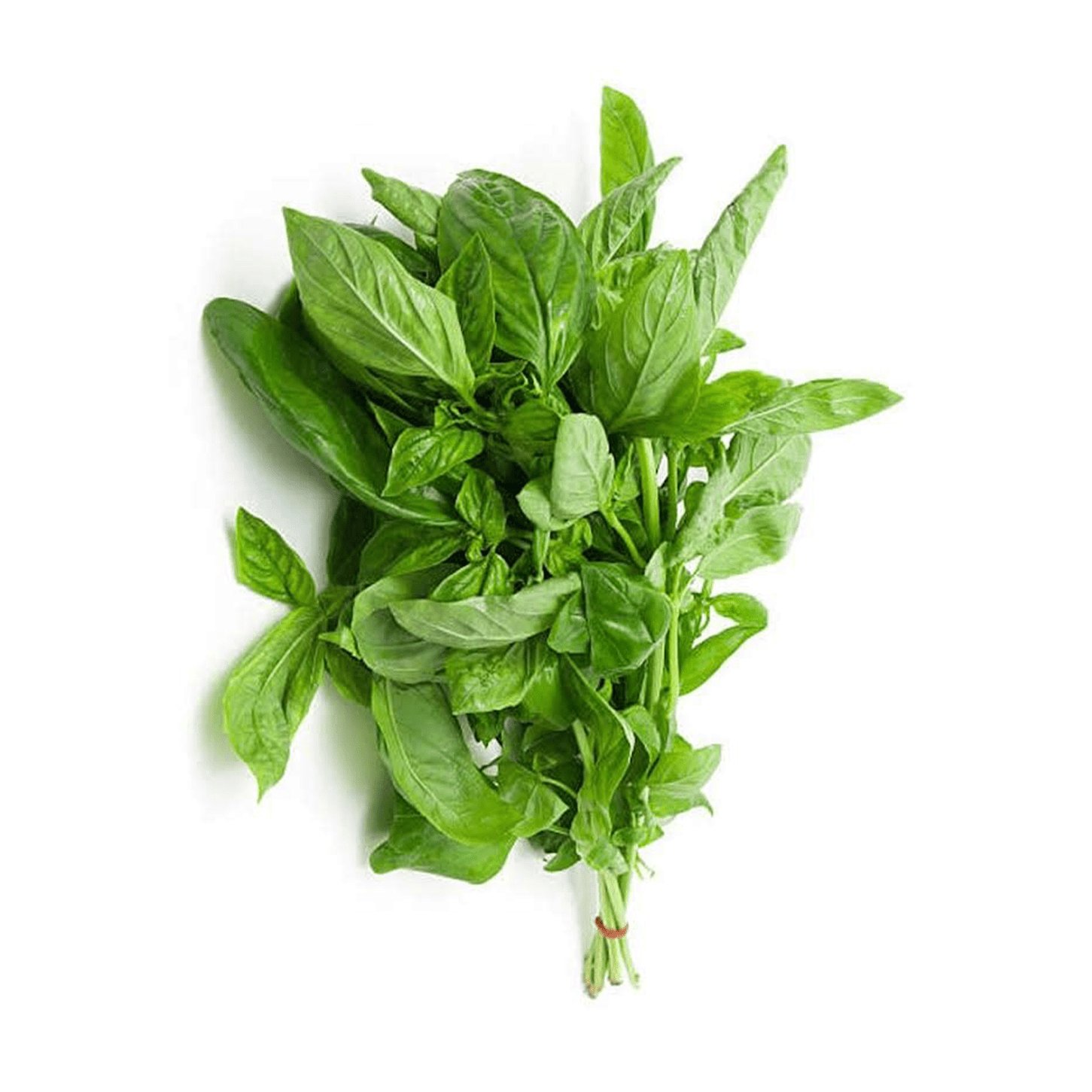 کاشت و نگهداری