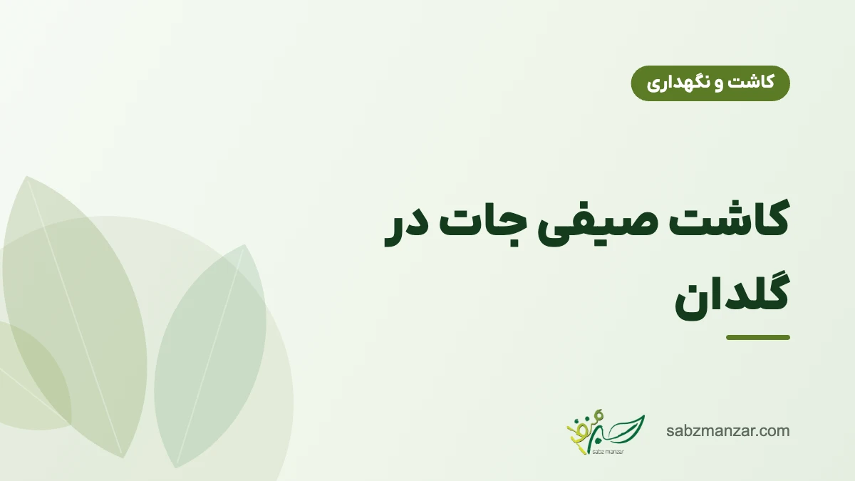 کاشت صیفی جات در گلدان