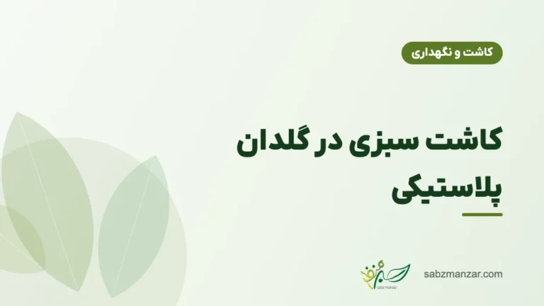کاشت سبزی در گلدان پلاستیکی