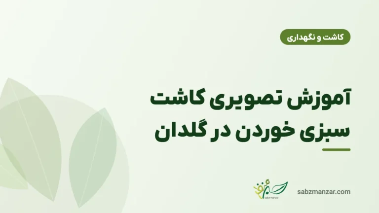 آموزش تصویری کاشت سبزی خوردن در گلدان