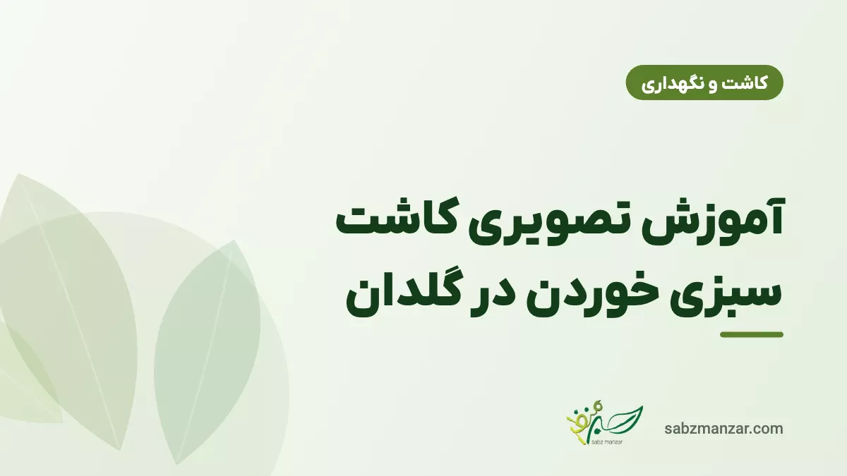 آموزش تصویری کاشت سبزی خوردن در گلدان