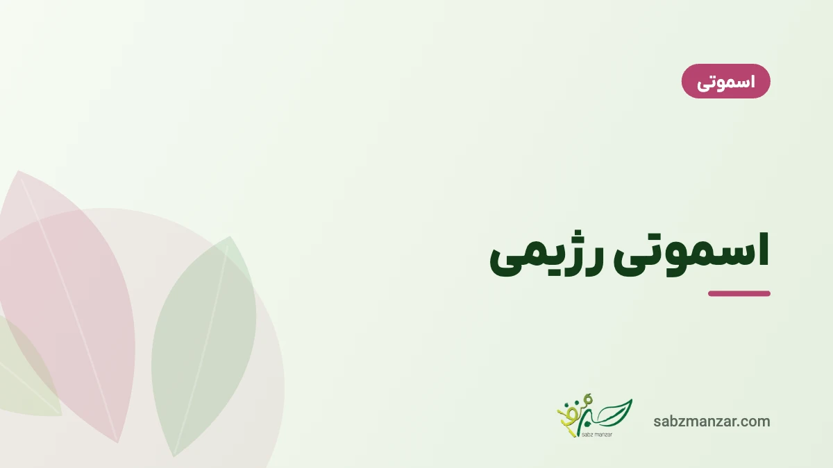 اسموتی رژیمی