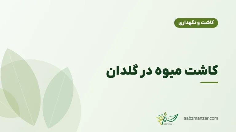 کاشت میوه در گلدان