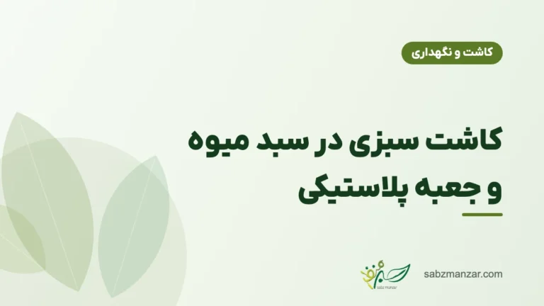 کاشت سبزی در سبد میوه و جعبه پلاستیکی