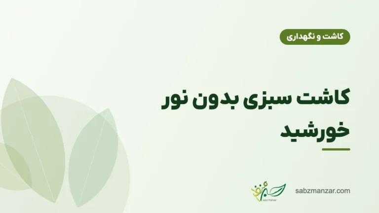 کاشت سبزی بدون نور خورشید