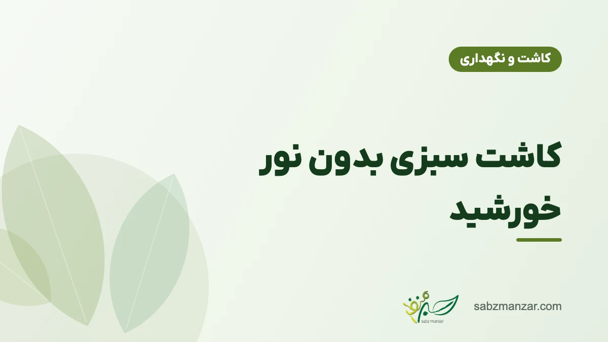 کاشت سبزی بدون نور خورشید