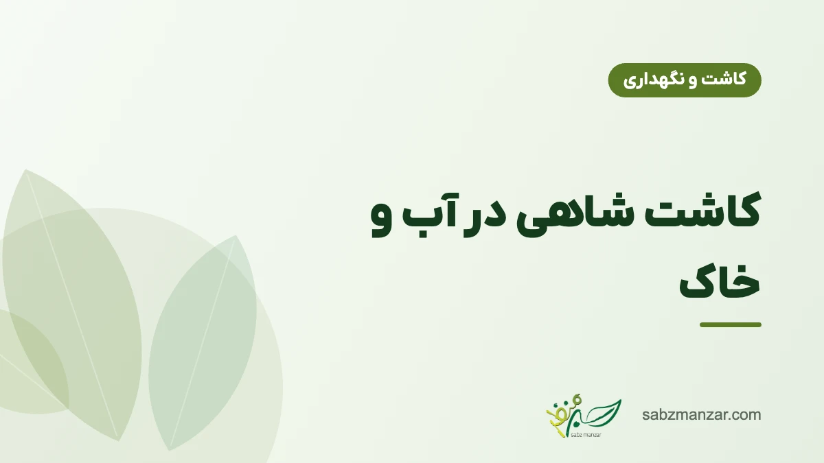 کاشت شاهی در آب و خاک