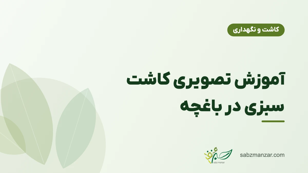 آموزش تصویری کاشت سبزی در باغچه