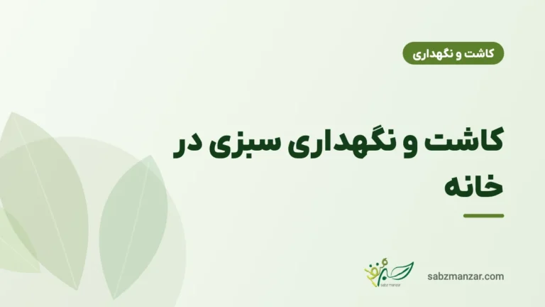کاشت و نگهداری سبزی در خانه