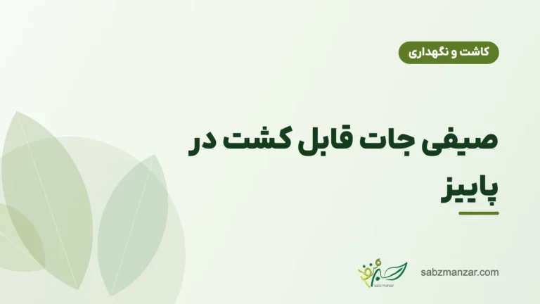 صیفی جات قابل کشت در پاییز