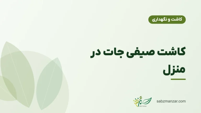 کاشت صیفی جات در منزل