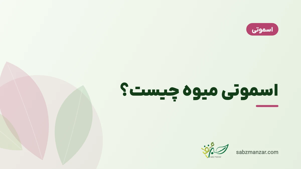اسموتی میوه چیست؟