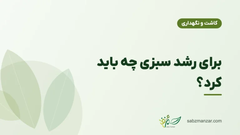برای رشد سبزی چه باید کرد؟