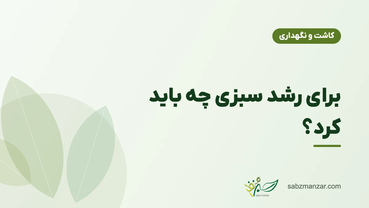 برای رشد سبزی چه باید کرد؟