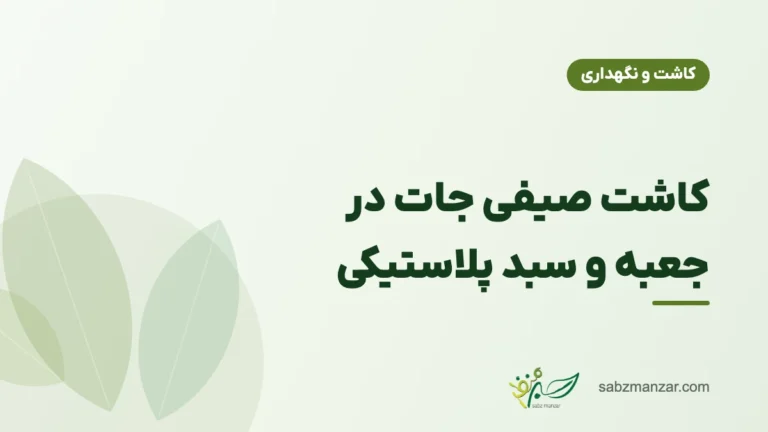 کاشت صیفی جات در جعبه و سبد پلاستیکی