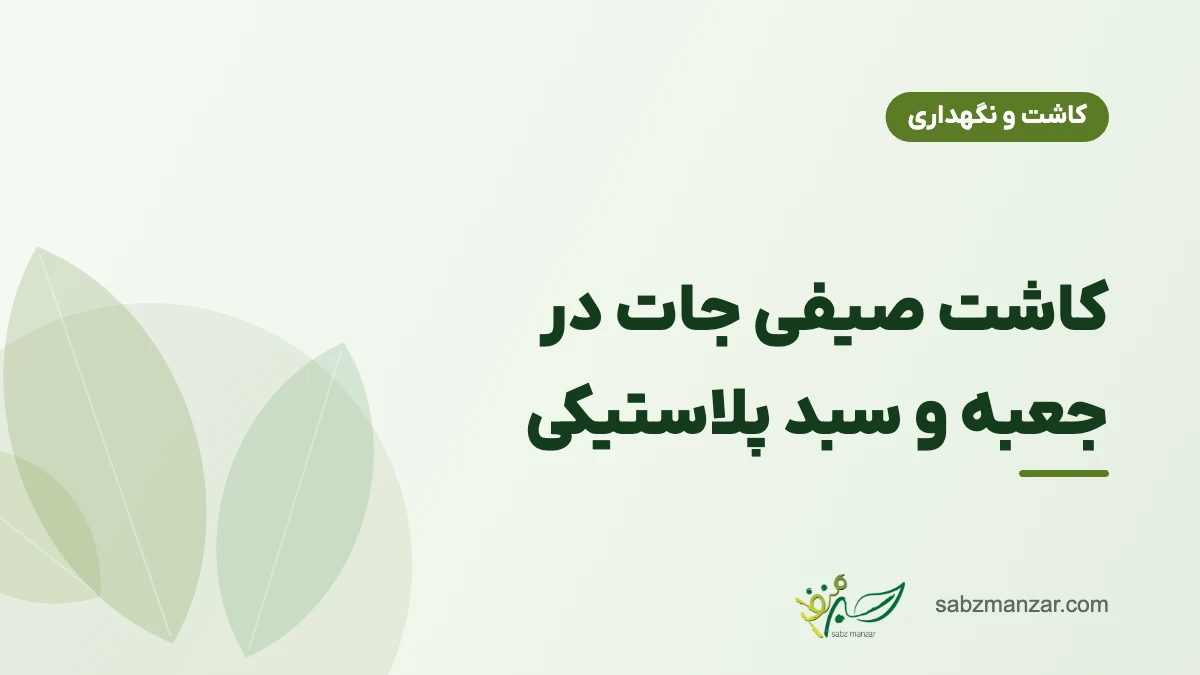 کاشت صیفی جات در جعبه و سبد پلاستیکی