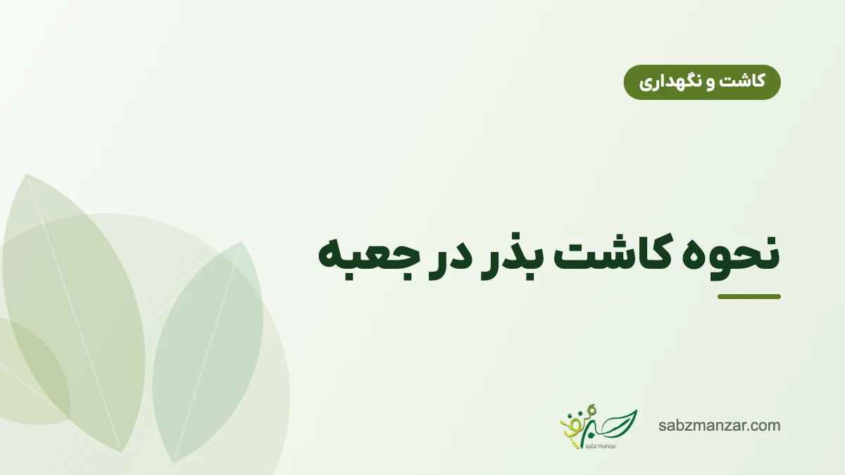 نحوه کاشت بذر در جعبه