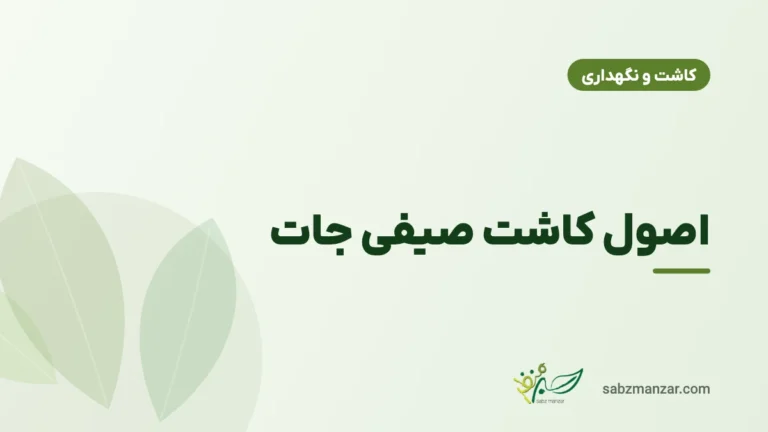 اصول کاشت صیفی جات