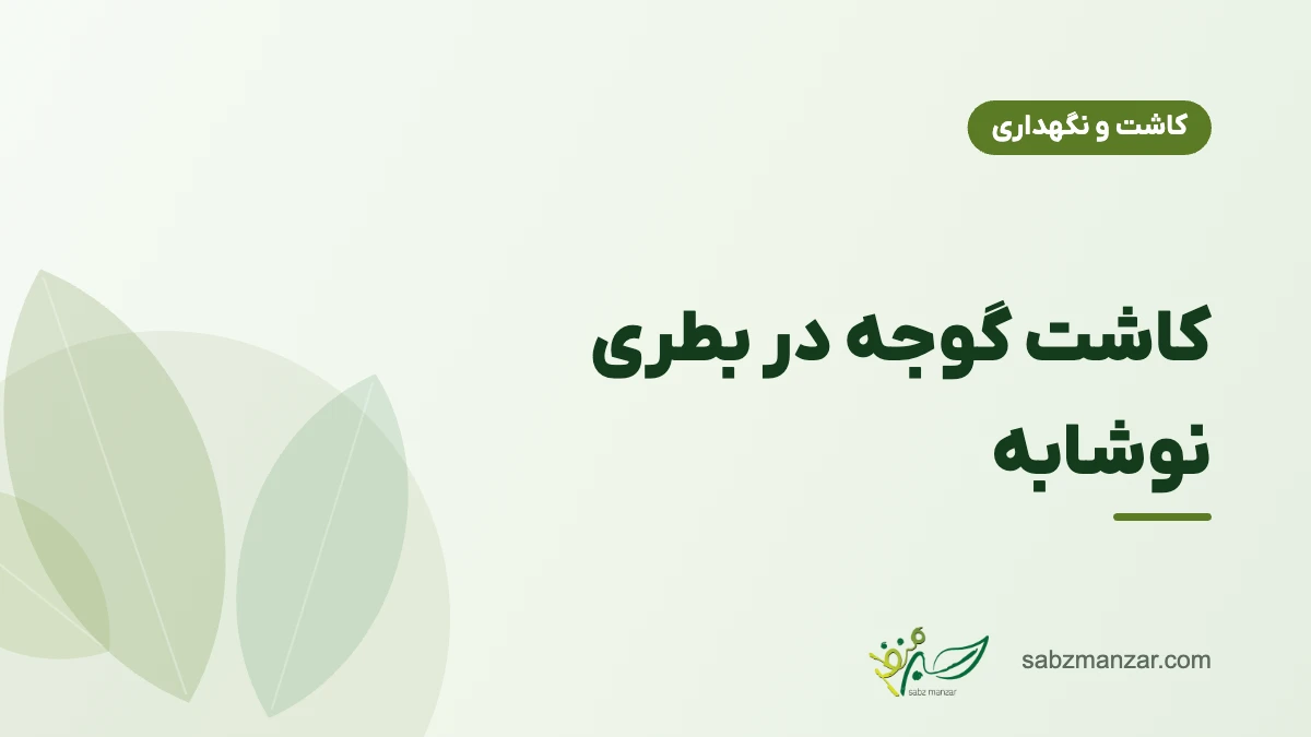 کاشت گوجه در بطری نوشابه