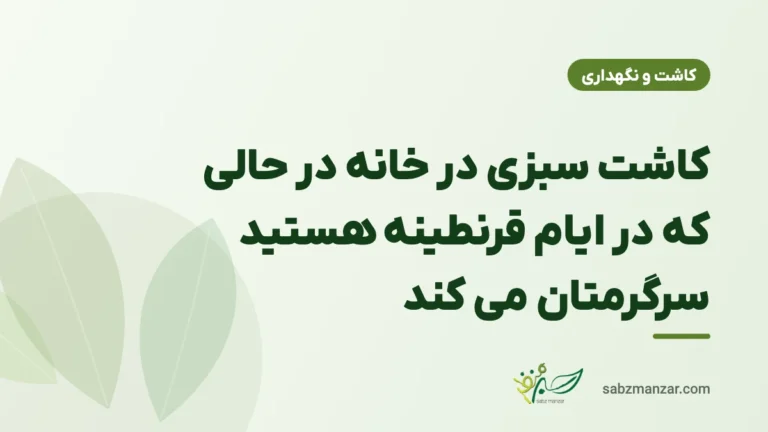کاشت سبزی در خانه در حالی که در ایام قرنطینه هستید سرگرمتان می کند