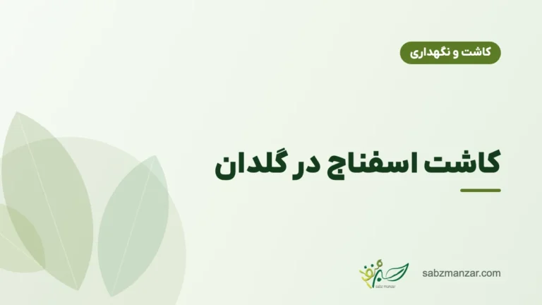 کاشت اسفناج در گلدان