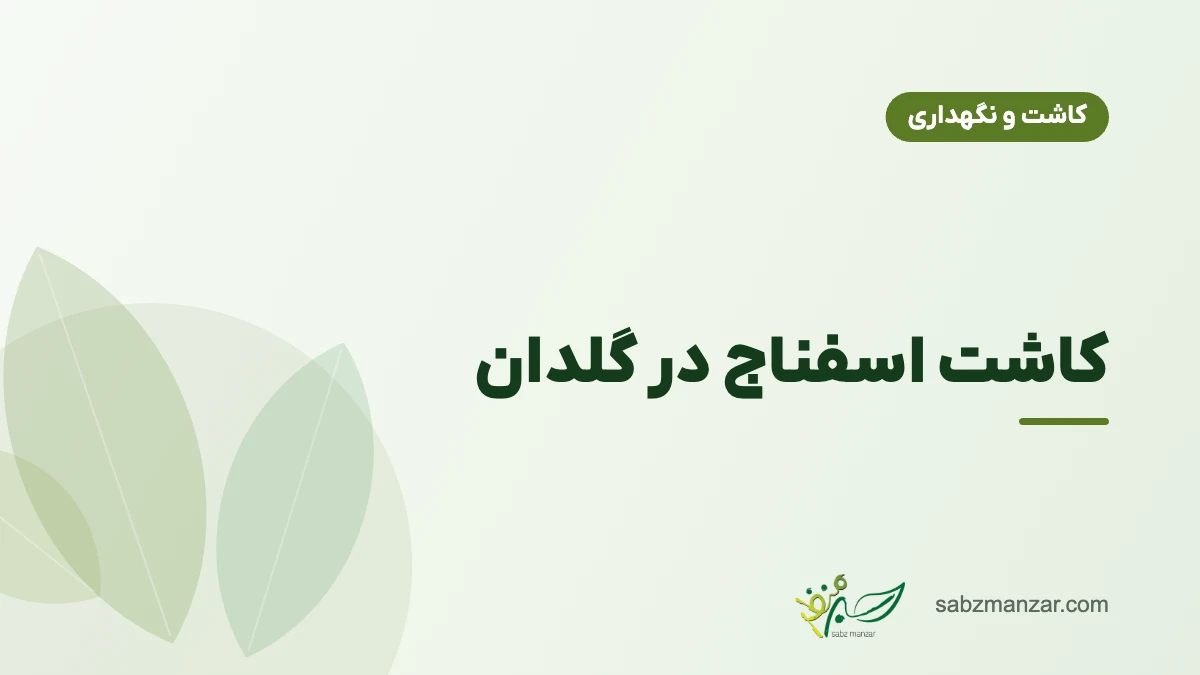 کاشت اسفناج در گلدان