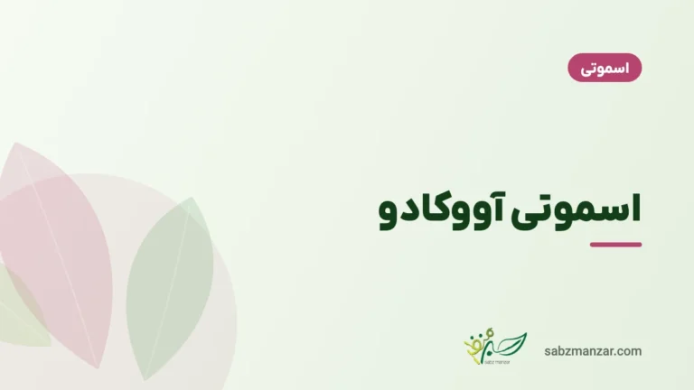 اسموتی آووکادو