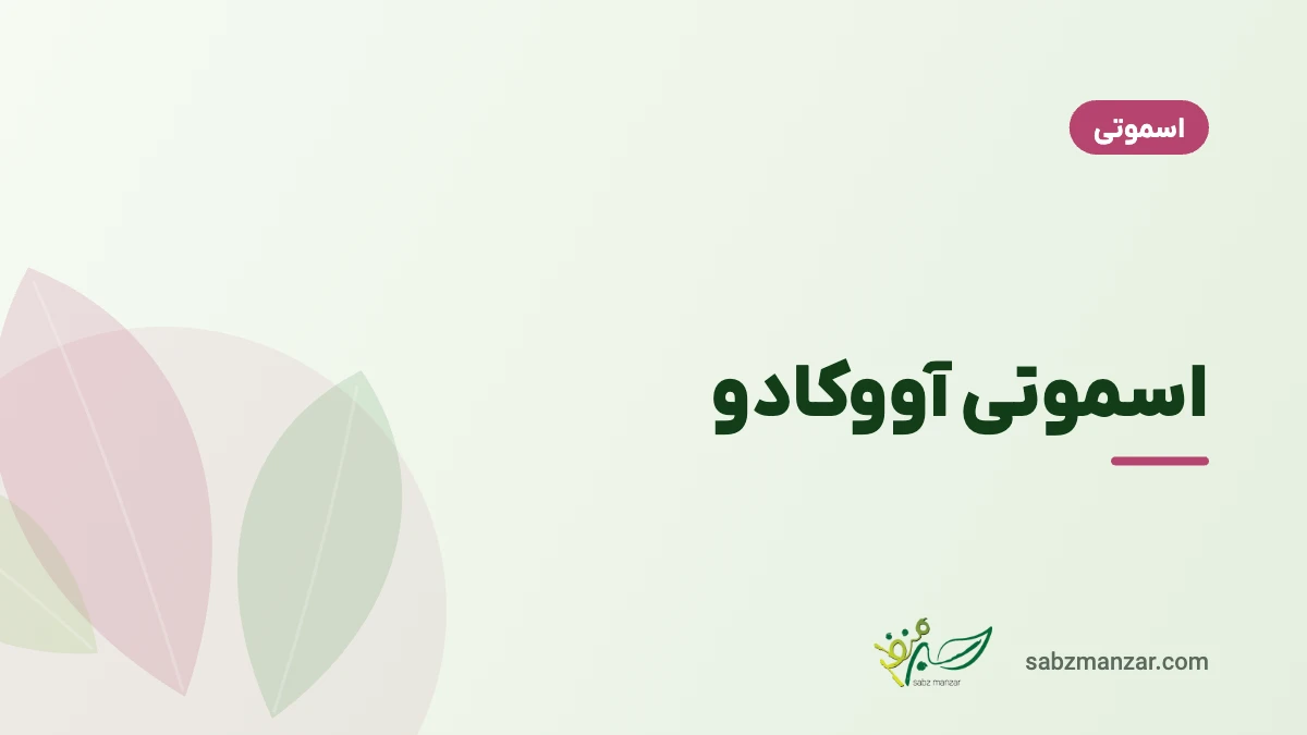 اسموتی آووکادو