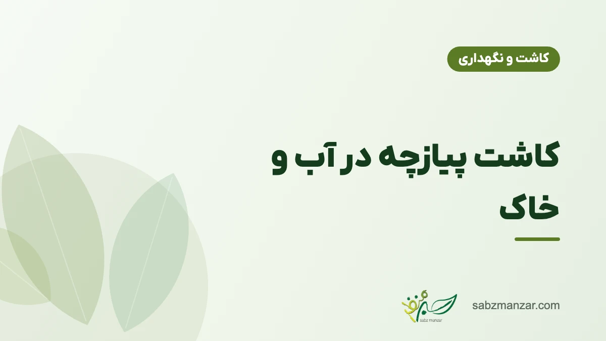 کاشت پیازچه در آب و خاک