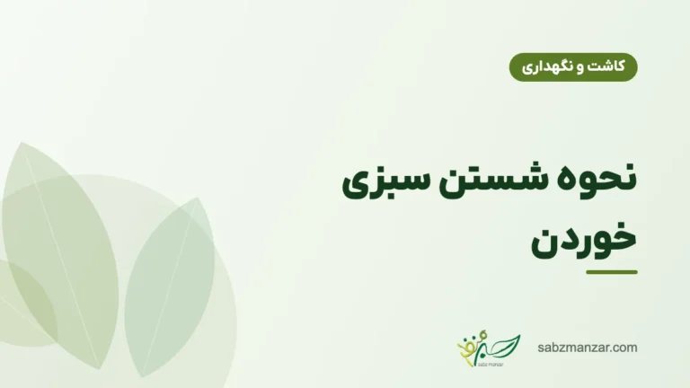 نحوه شستن سبزی خوردن