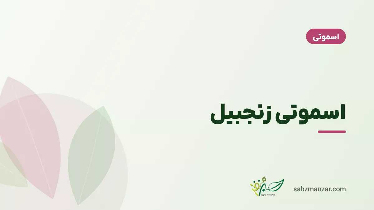 اسموتی زنجبیل