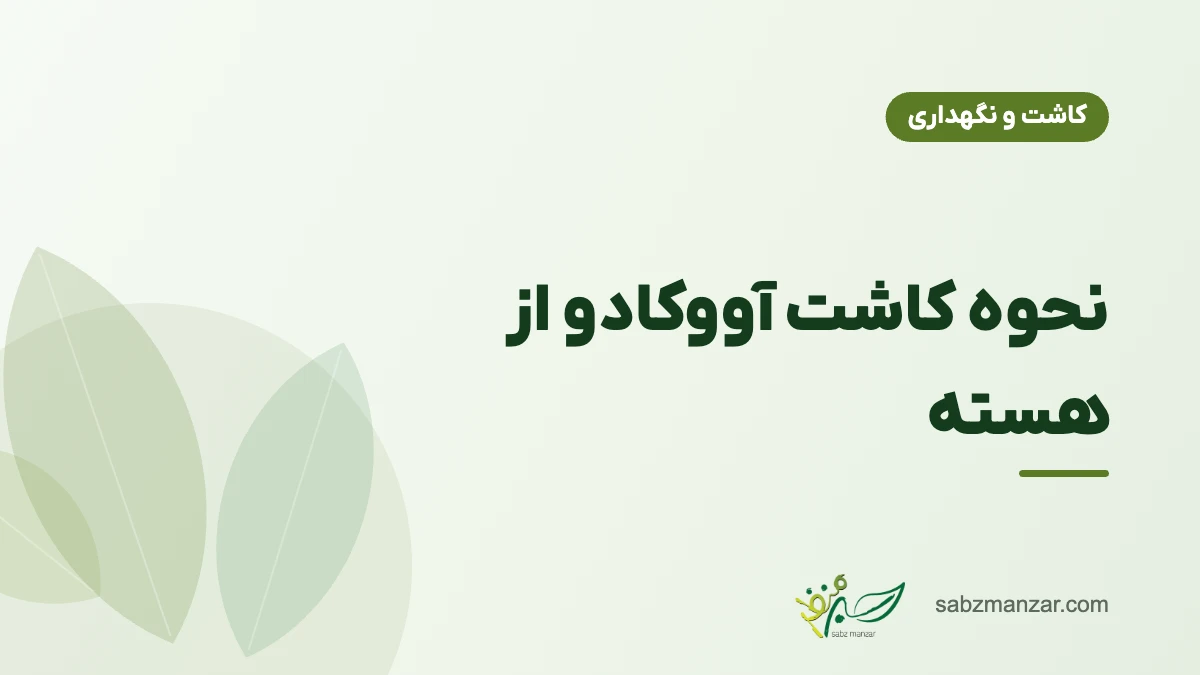 نحوه کاشت آووکادو از هسته