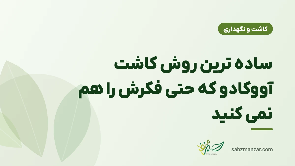 نحوه کاشت آووکادو از هسته