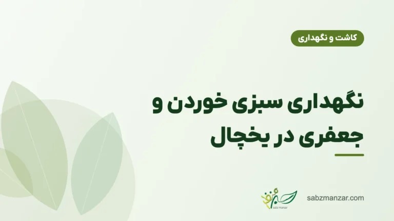 نگهداری سبزی خوردن و جعفری در یخچال