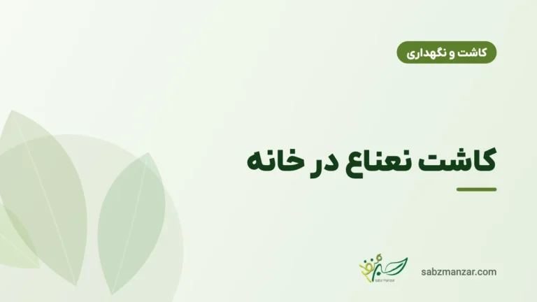 کاشت نعناع در خانه