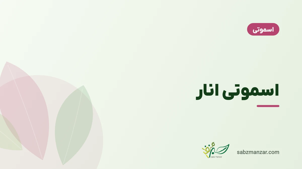 اسموتی انار