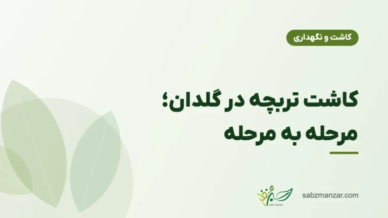 کاشت تربچه در گلدان؛ مرحله به مرحله