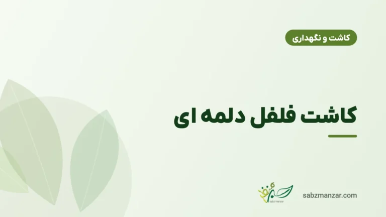 کاشت فلفل دلمه ای