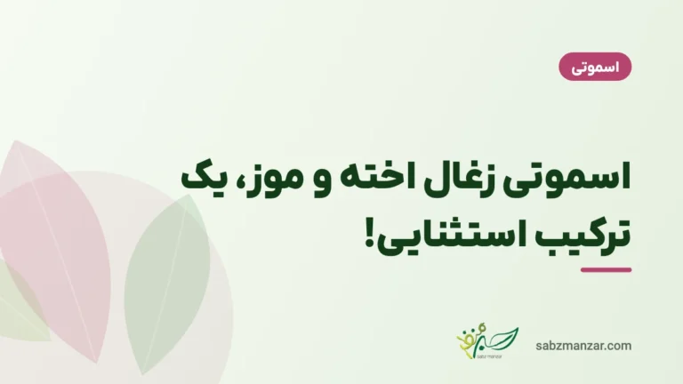 اسموتی زغال اخته و موز، یک ترکیب استثنایی!
