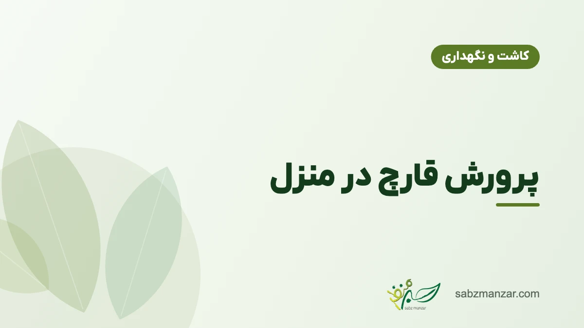 پرورش قارچ در منزل