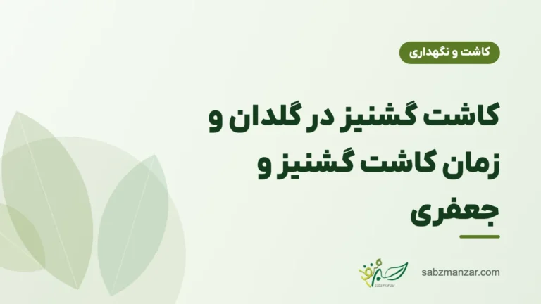 کاشت گشنیز در گلدان و زمان کاشت گشنیز و جعفری