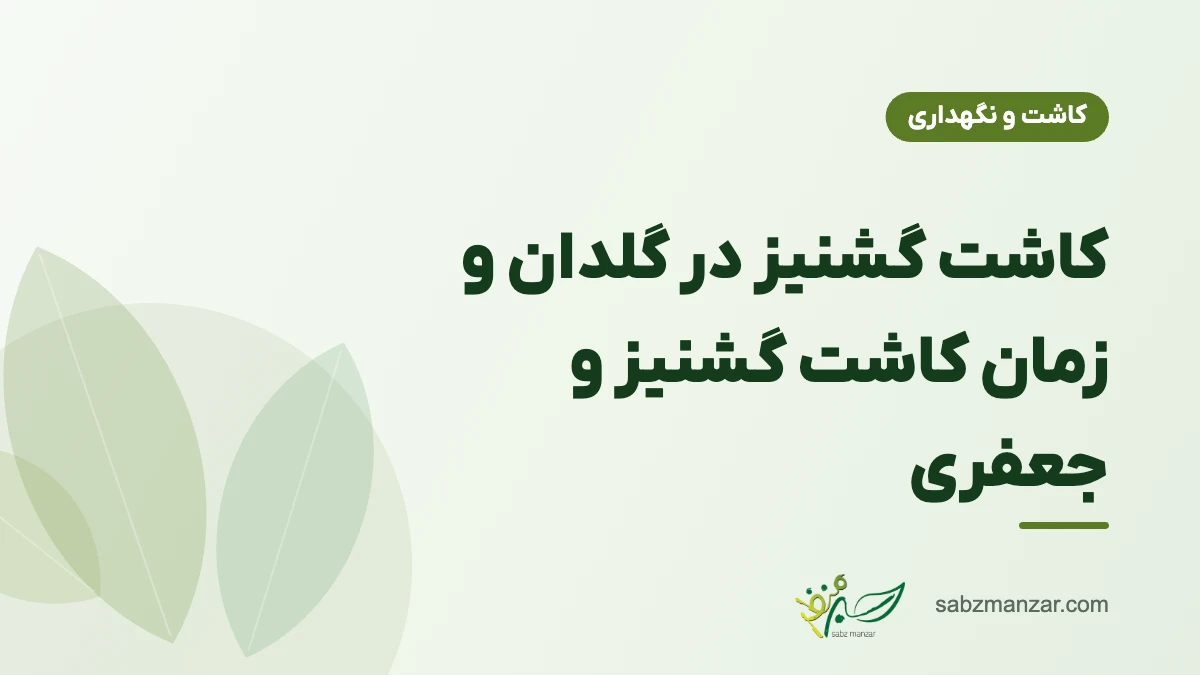 کاشت گشنیز در گلدان و زمان کاشت گشنیز و جعفری
