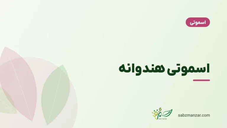 اسموتی هندوانه