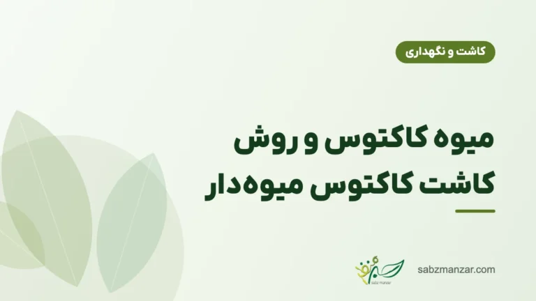میوه کاکتوس و روش کاشت کاکتوس میوه‌دار
