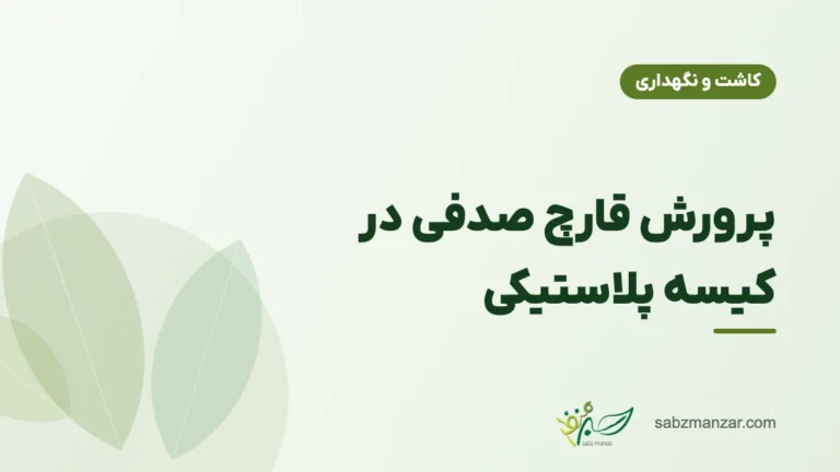 پرورش قارچ صدفی در کیسه پلاستیکی