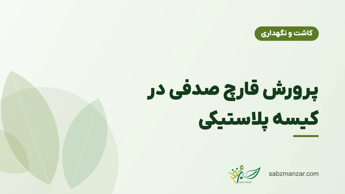 پرورش قارچ صدفی در کیسه پلاستیکی