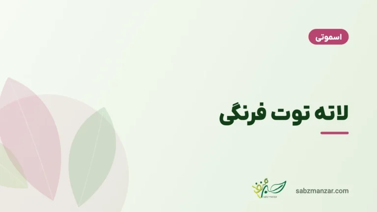 لاته توت فرنگی