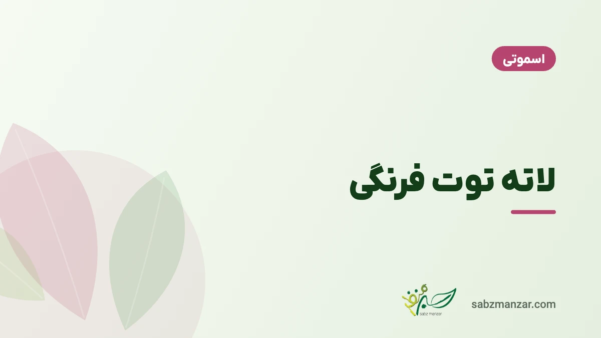 لاته توت فرنگی