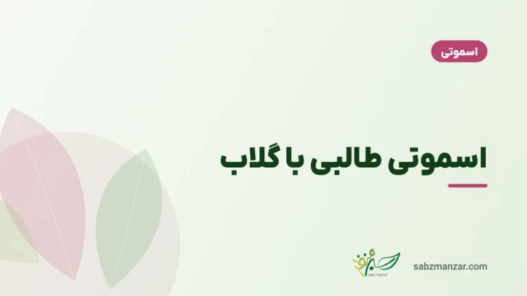 اسموتی طالبی با گلاب